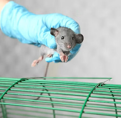 Rat exterminator