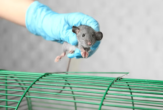 Rat exterminator