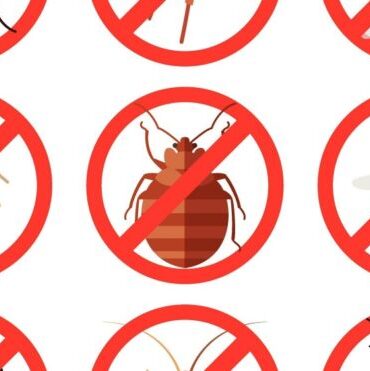 Rodent and Spider Behavior