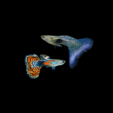 Guppies