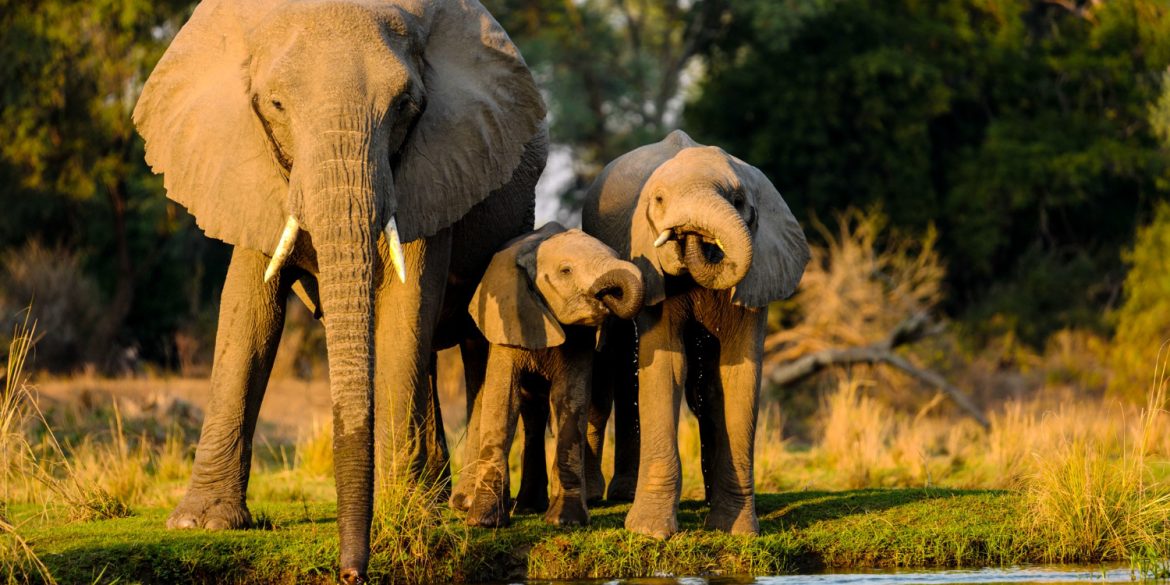 Kenya Safari Experiences: The Ultimate Luxury African Adventure Guide