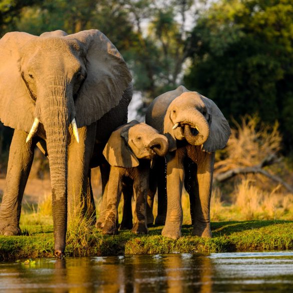 Kenya Safari Experiences: The Ultimate Luxury African Adventure Guide