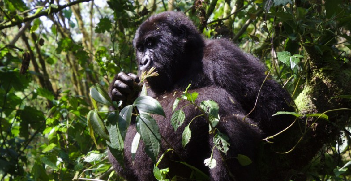 Experience a Uganda Safari: Land of Gorillas and Wild Wonders: