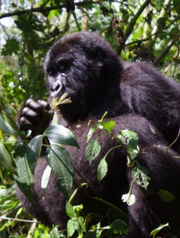 Experience a Uganda Safari: Land of Gorillas and Wild Wonders: