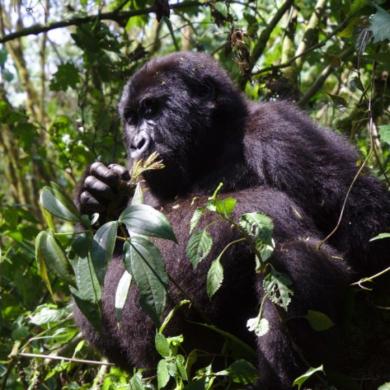 Experience a Uganda Safari: Land of Gorillas and Wild Wonders: