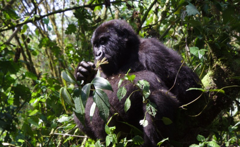 Experience a Uganda Safari: Land of Gorillas and Wild Wonders: