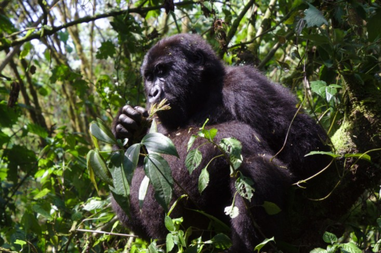 Experience a Uganda Safari: Land of Gorillas and Wild Wonders: