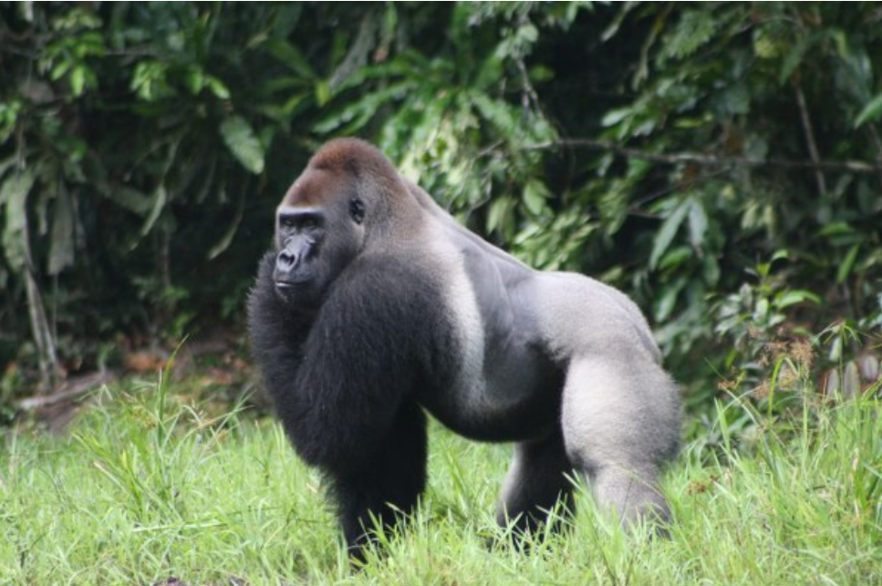 Experience a Uganda Safari: Land of Gorillas and Wild Wonders: