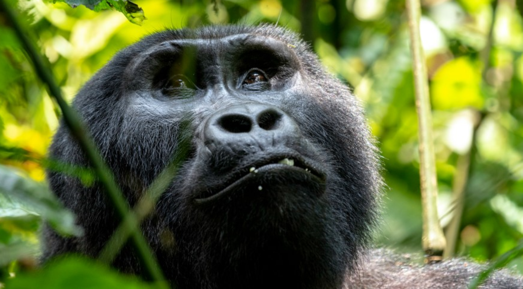Gorilla Trekking Destinations In Uganda: