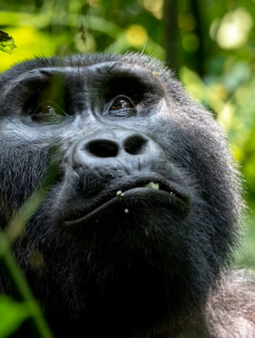 Gorilla Trekking Destinations In Uganda:
