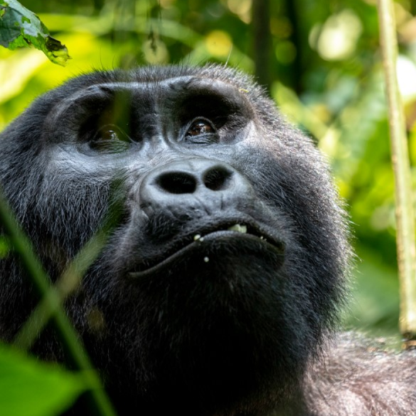 Gorilla Trekking Destinations In Uganda:
