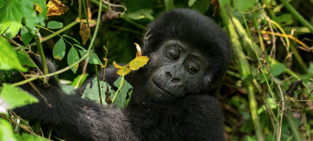 Gorilla Trekking Destinations In Uganda: