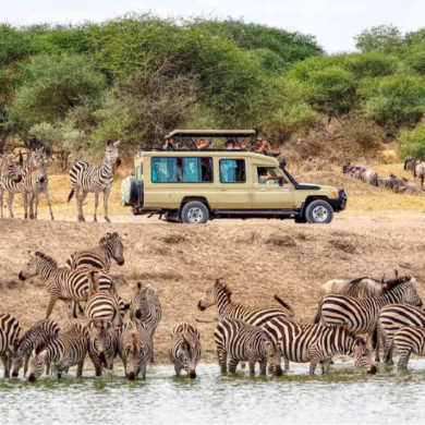 Wild Sands, Big Safari Dreams, and Ocean Love: Tanzania Safari Holidays with Zanzibar Resorts and Zanzibar Honeymoon Escape