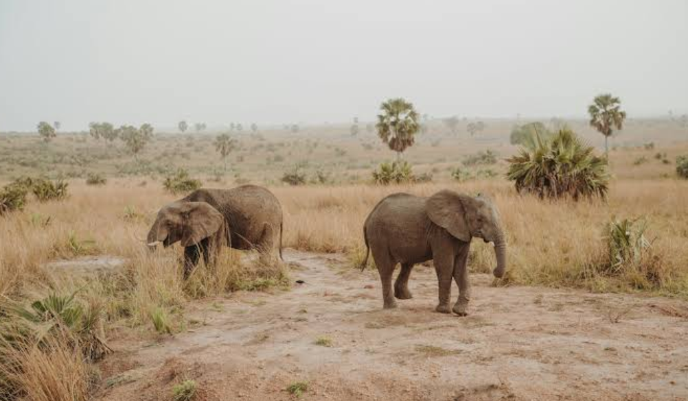 Uganda Safari and Rwanda Gorilla Tours: A Wild African Journey That Feels Real and Raw