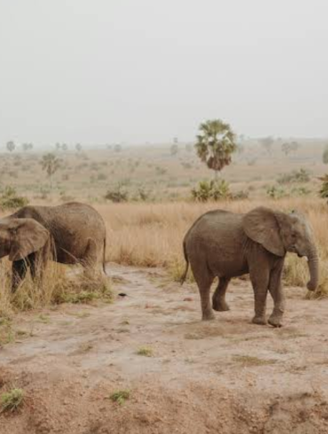 Uganda Safari and Rwanda Gorilla Tours: A Wild African Journey That Feels Real and Raw