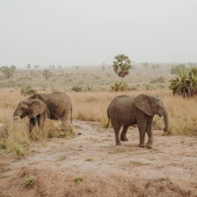 Uganda Safari and Rwanda Gorilla Tours: A Wild African Journey That Feels Real and Raw