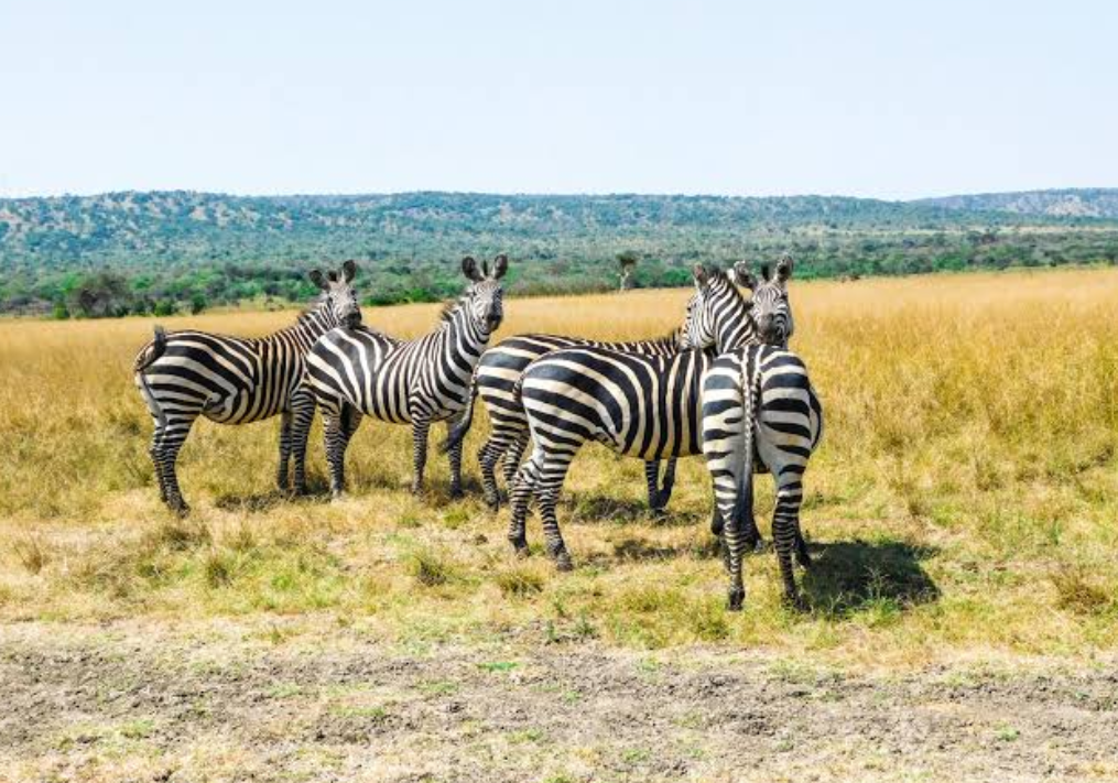 Uganda Safari and Rwanda Gorilla Tours: A Wild African Journey That Feels Real and Raw
