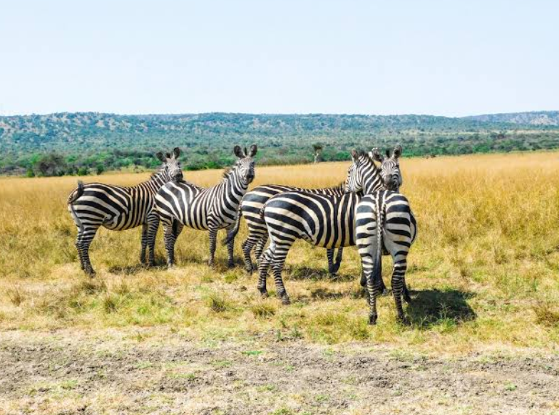 Uganda or Rwanda Safari? A Practical Guide to Gorilla Trekking and Wildlife
