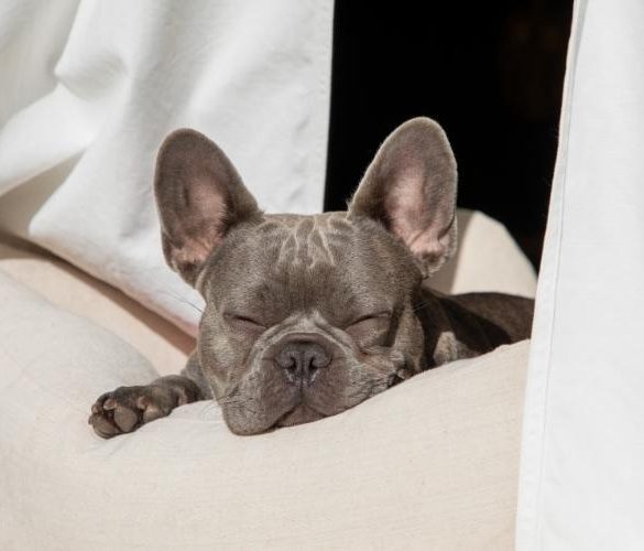 What Families Should Know About Responsible Puppy Marketplaces