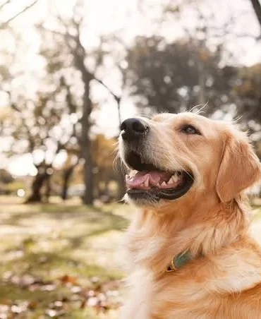 How Clear Pet Boundaries Can Reduce Daily Stress at Home