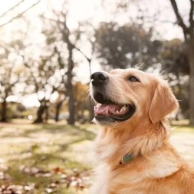 How Clear Pet Boundaries Can Reduce Daily Stress at Home