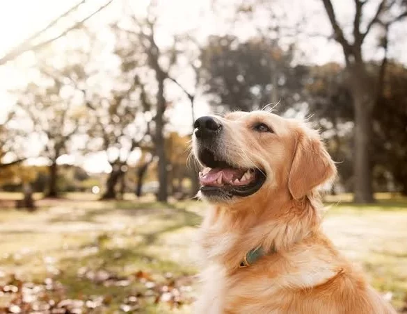 How Clear Pet Boundaries Can Reduce Daily Stress at Home