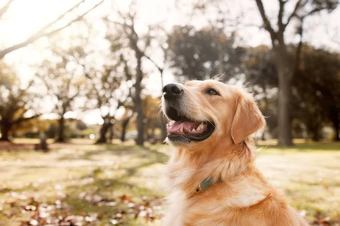 How Clear Pet Boundaries Can Reduce Daily Stress at Home