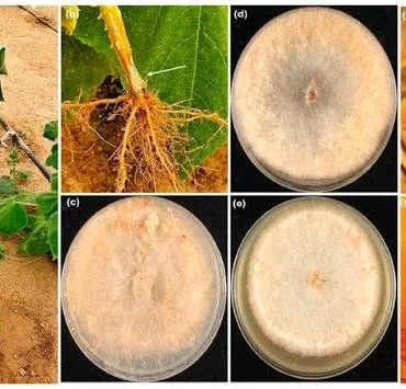 Using Trichoderma harzianum for Cucumber Root Rot Management