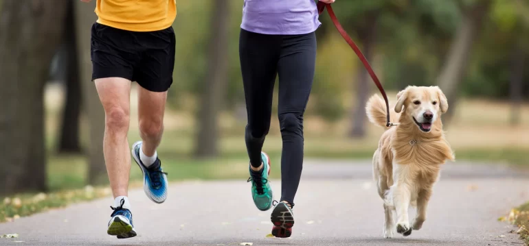 Moving with Pets A Stress-Free Survival Guide for Owners