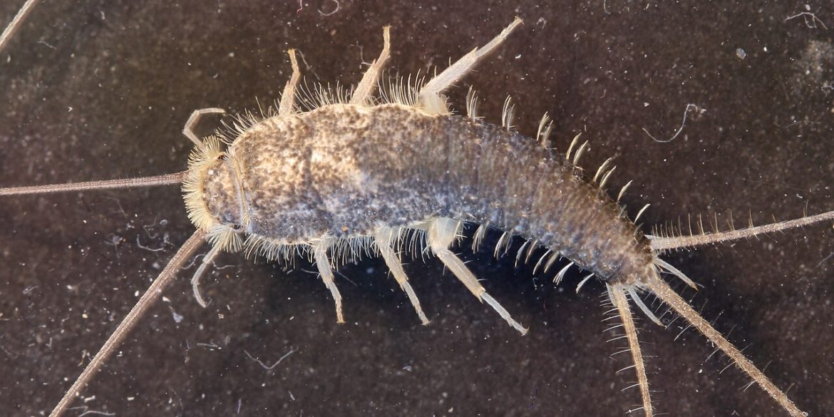 Long Tailed Silverfish
