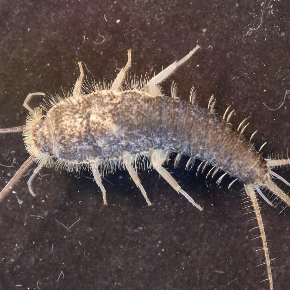 Long Tailed Silverfish